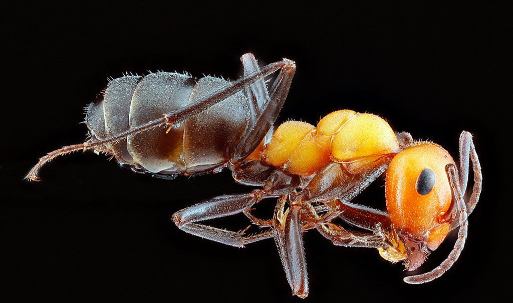 Ant Control service in Billings, MT