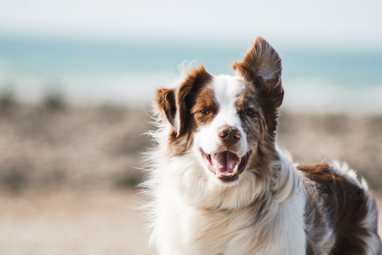 Flea & Tick Control service in Billings, MT