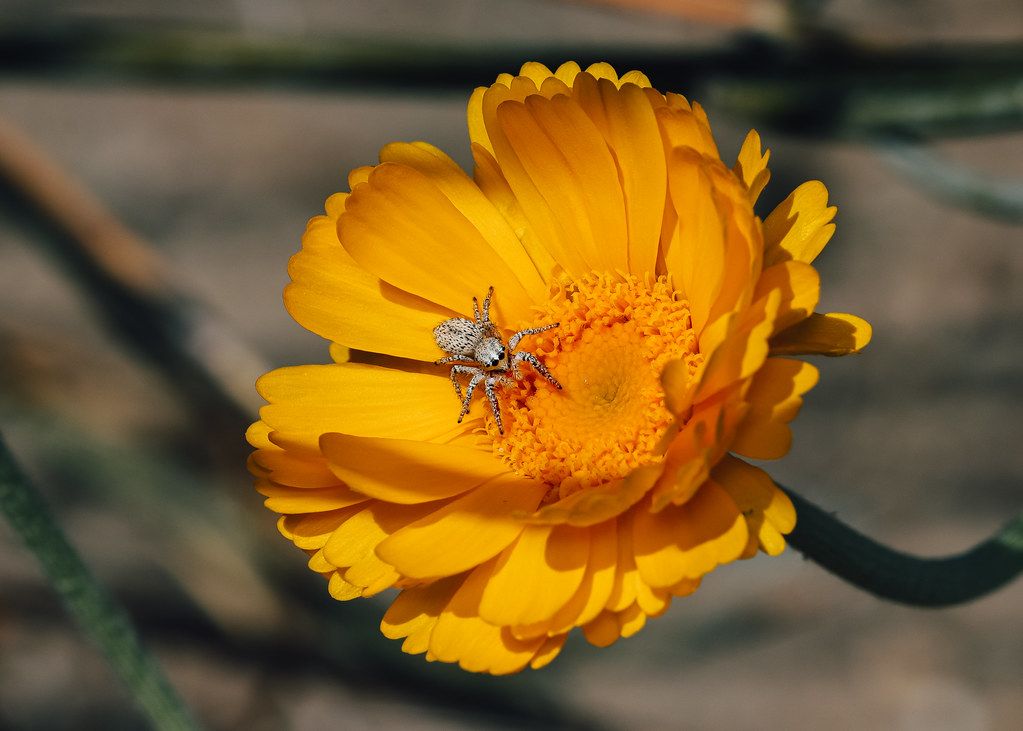 Spider Control service in Billings, MT